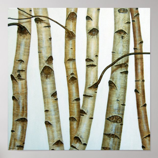 Abedules Blancos Poster (Front)