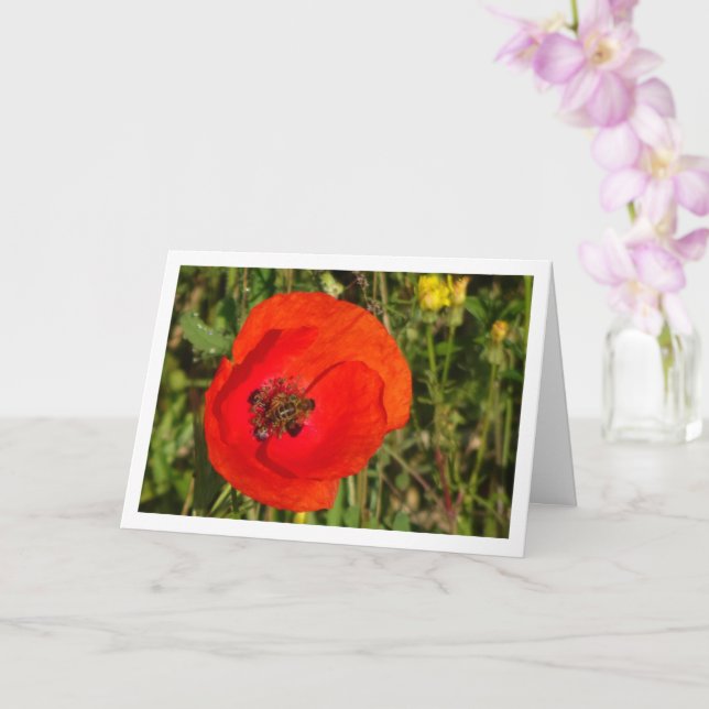 Abee de miel dans la carte Red Poppy (Orchidée)