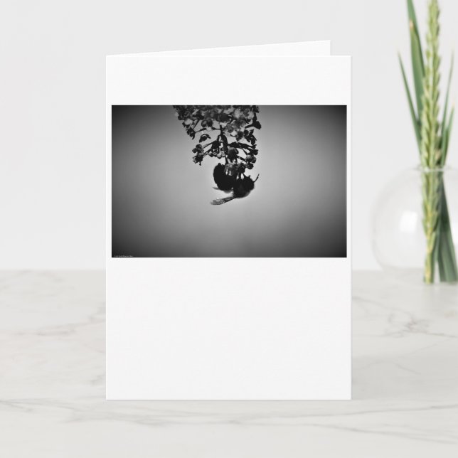 Abeille, carte (Devant)