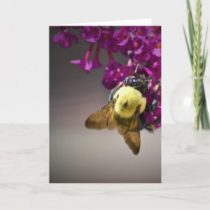 Abeille, carte
