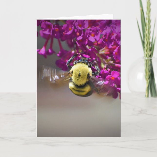 Abeille, carte (Devant)