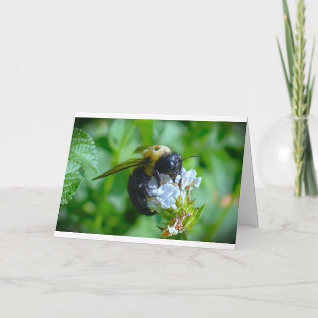 Abeille, carte (Devant)