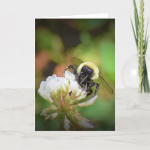 Abeille, carte