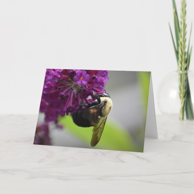 Abeille, carte (Devant)