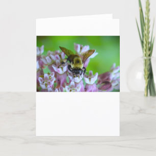 Abeille, carte