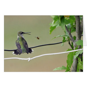 Abeille de colibri et de miel