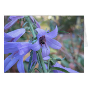 Abeille de miel à Harebell