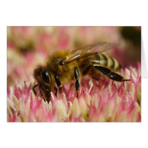 Abeille de miel de l'Ouest