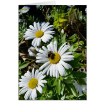 Abeille de pollination de marguerite