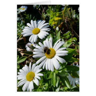 Abeille de pollination de marguerite