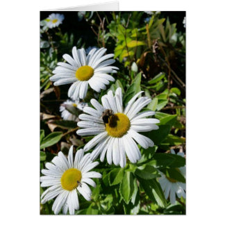 Abeille de pollination de marguerite