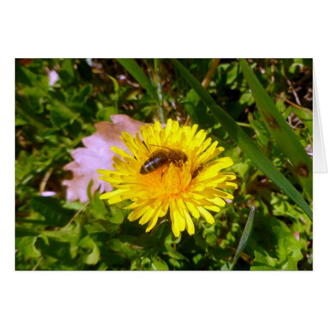 Abeille et pissenlit (Devant horizontal)