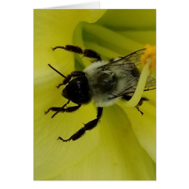 ABEILLE IMPRESSIONNANTE - SALUTATION CHRÉTIENNE (Devant)