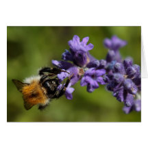 Abeille sur Lavender