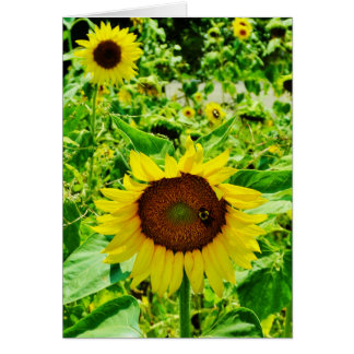 Abeille sur tournesol jaune