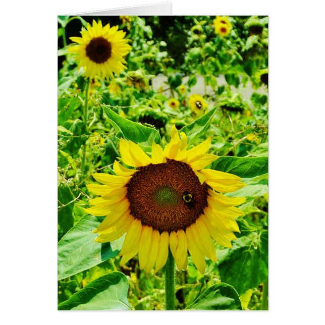 Abeille sur tournesol jaune (Devant)
