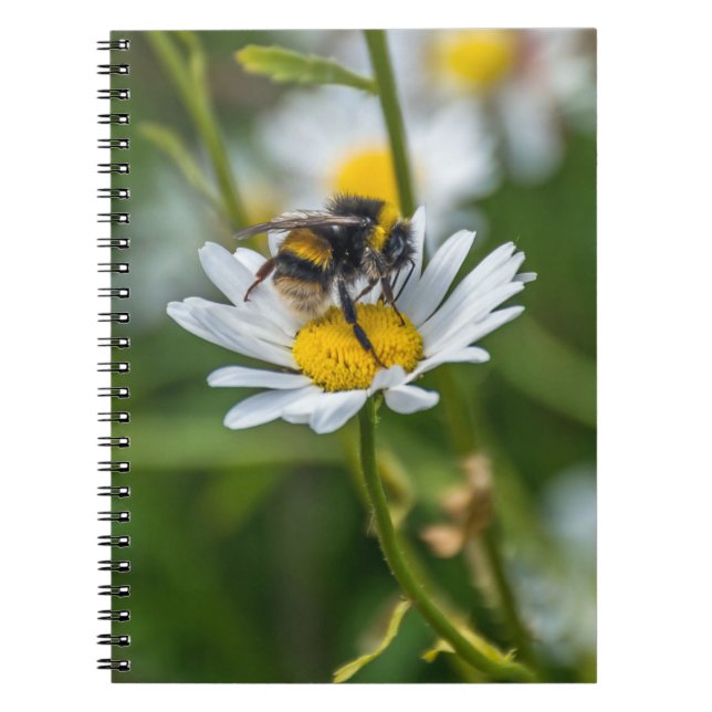 Abeille sur un carnet de marguerite blanche (Devant)