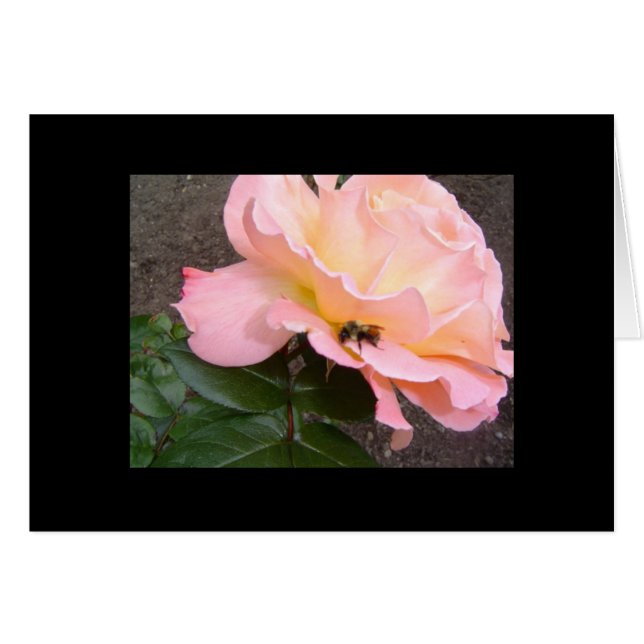 Abeille sur un Rose (Devant Horizontal)