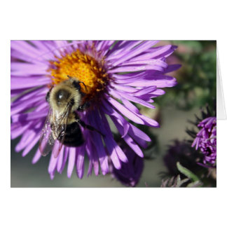 Abeille sur un ster