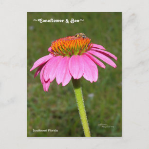Abeille sur une carte postale de Rudbeckia à fleur