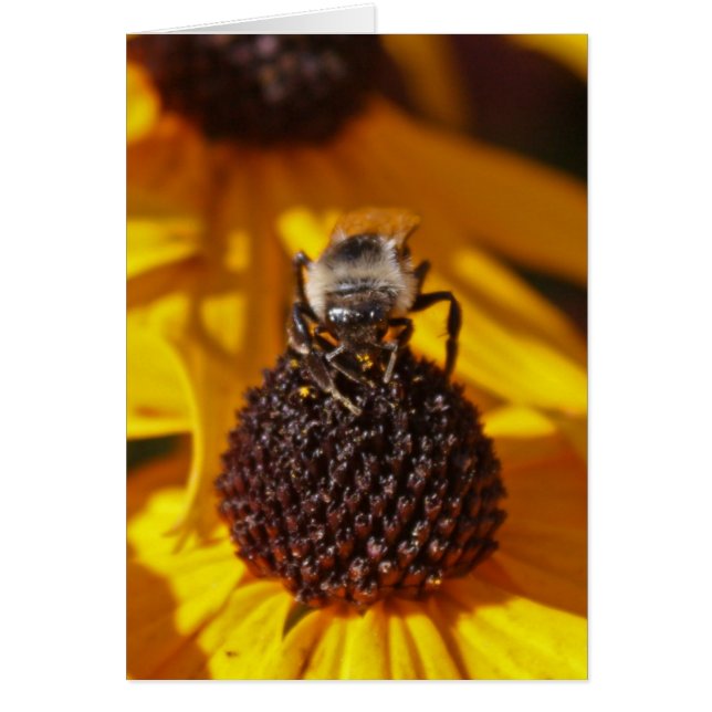 Abeille sur une Susan Black Eyed (Devant)