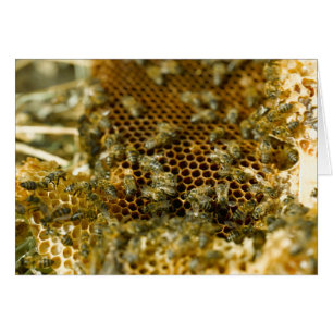 Abeilles dans une ruche, Western Cape, Afrique du 