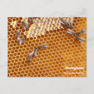 Abeilles domestiques sur carte postale de la ruche