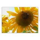 Abeilles ensoleillées