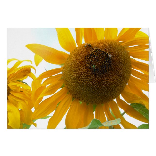 Abeilles ensoleillées (Devant horizontal)