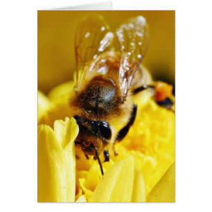 Abeilles Pollen Insectes Ailes Macro Bugs
