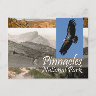 ABH Pinnacles NP Postcard