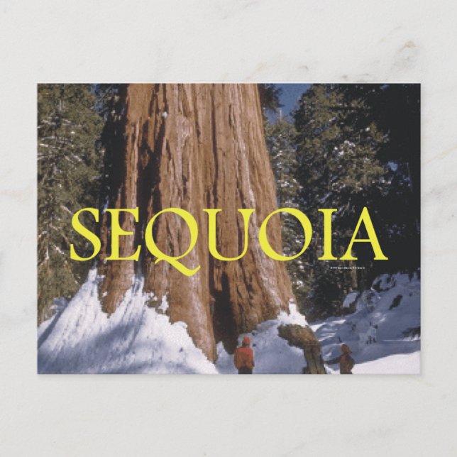 ABH Sequoia Postcard (Front)