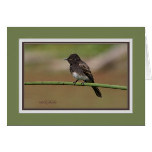 Ablackphoebe0080