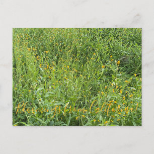 aBlooming California: Fiddlenecks Postcard