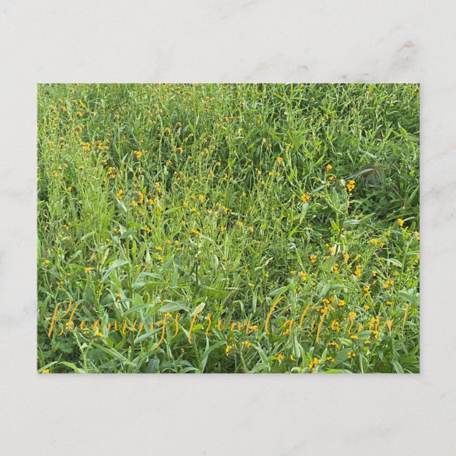 aBlooming California: Fiddlenecks Postcard (Front)