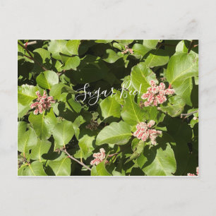 aBloomingCalifornia: Sugar Bee! Postcard