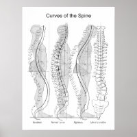 Abnormal Curves of the Spine Poster Chiropractic