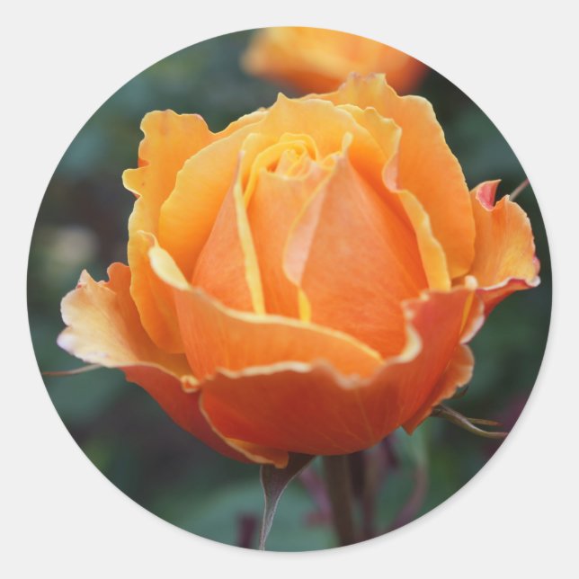 About Face Rose #1 Stickers (Front)