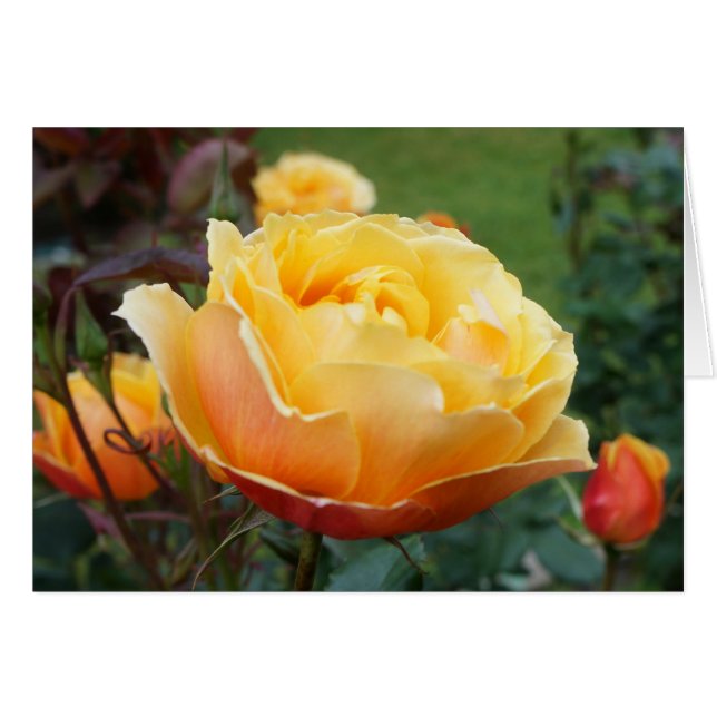 About Face Rose #2 Card (Front Horizontal)