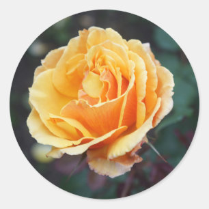 About Face Rose #3 Stickers