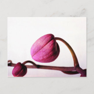 About to Bloom Postcard