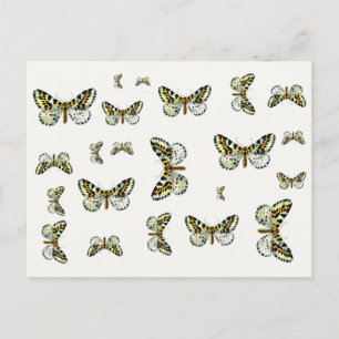 Abraxas grossulariata, The Magpie Moth Colour Imag Postcard