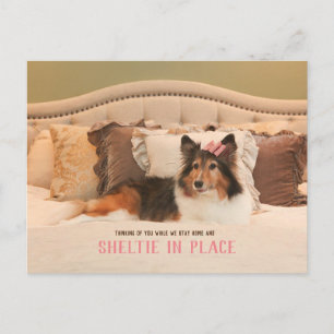 Abri pour chien mignon en place   Carte postale Sh