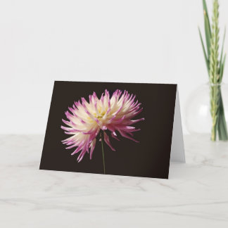 absolute beauty card