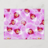 Abstract Background of an Orchid Flower Photograph