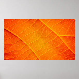 Abstract closeup of an orange and yellow leaf text poster