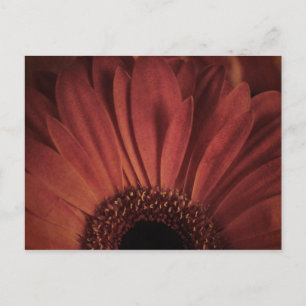 Abstract Daisy Postcard