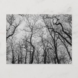 Abstract forest customize colour post card
