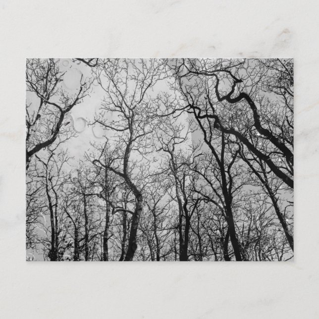 Abstract  forest customize colour post card (Front)