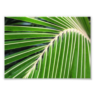 Abstract Green Palm Leaf Photo Print